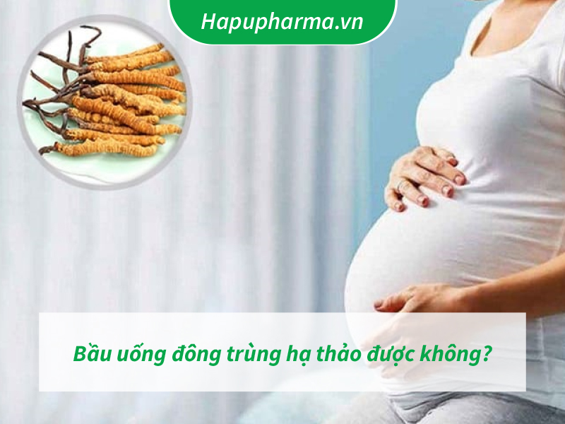 bầu có uống được đông trùng hạ thảo không