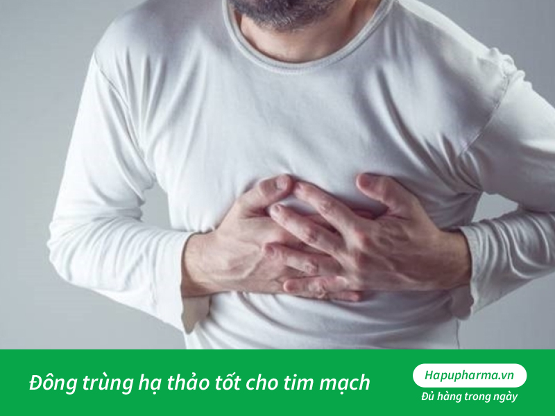 Đông trùng hạ thảo tốt cho tim mạch