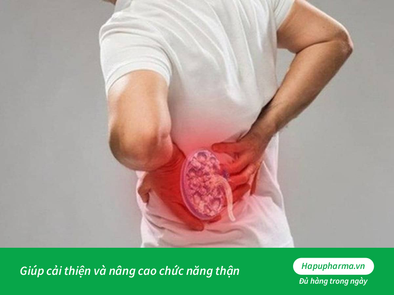 đông trùng hạ thảo giúp cải thiện và nâng cao chức năng của thận