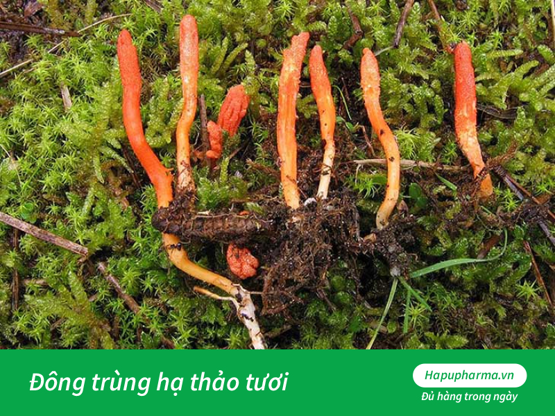 Đông trùng hạ thảo tươi là gì?