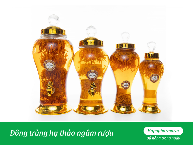 Đông trùng hạ thảo ngâm rượu