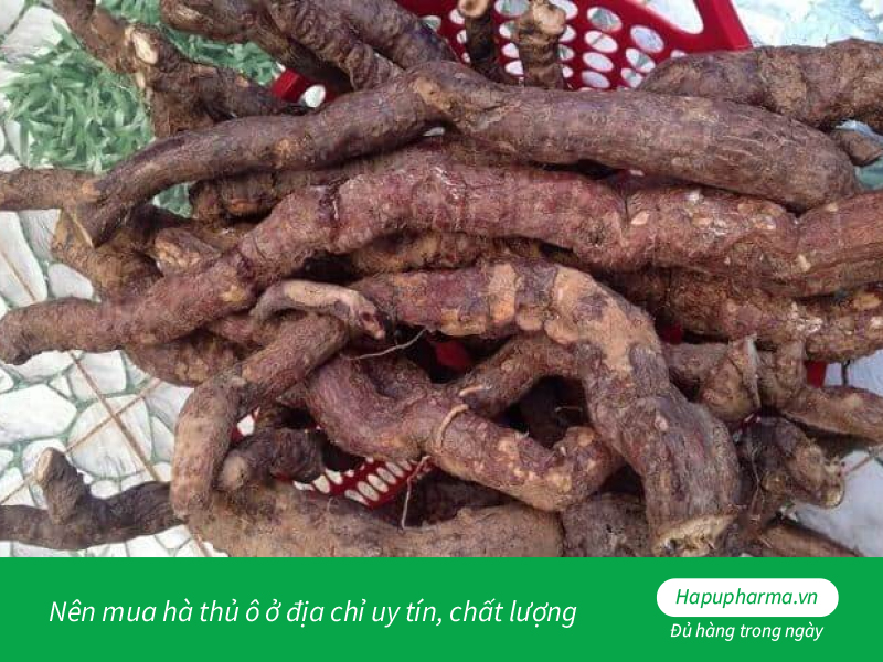 Nên mua hà thủ ô ở địa chỉ uy tín, chất lượng