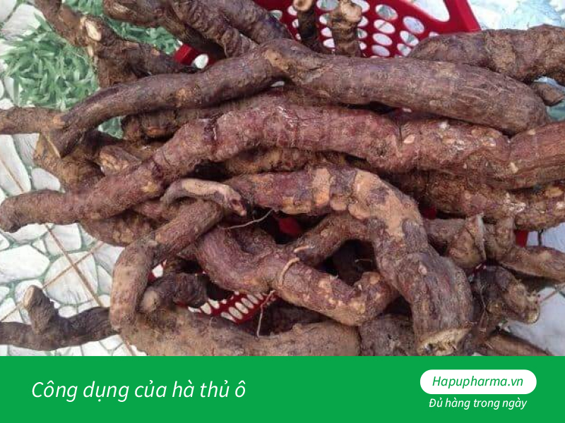 Công dụng của hà thủ ô