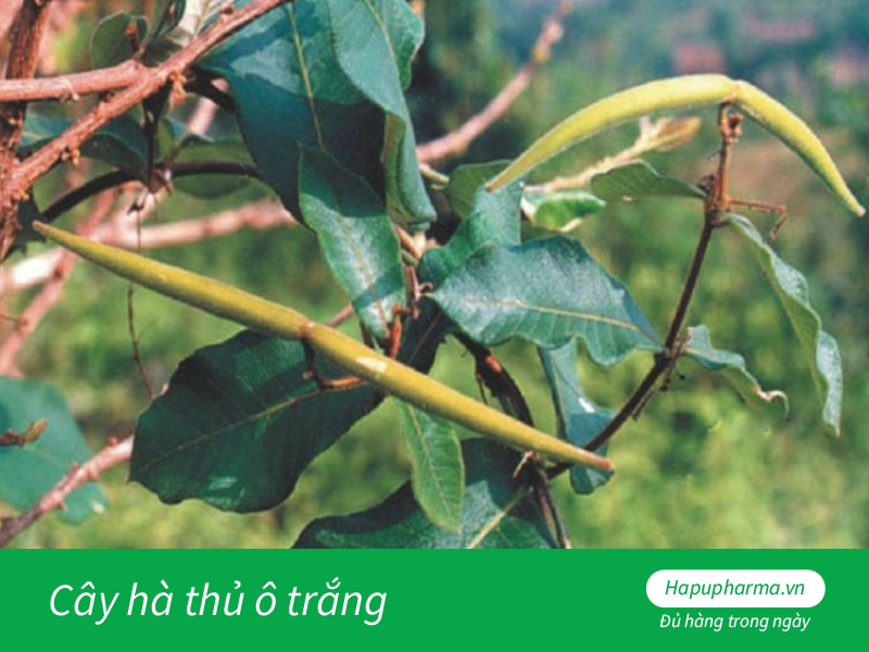 Cây hà thủ ô trắng