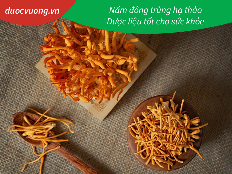 Nấm đông trùng hạ thảo - Dược liệu tốt cho sức khỏe