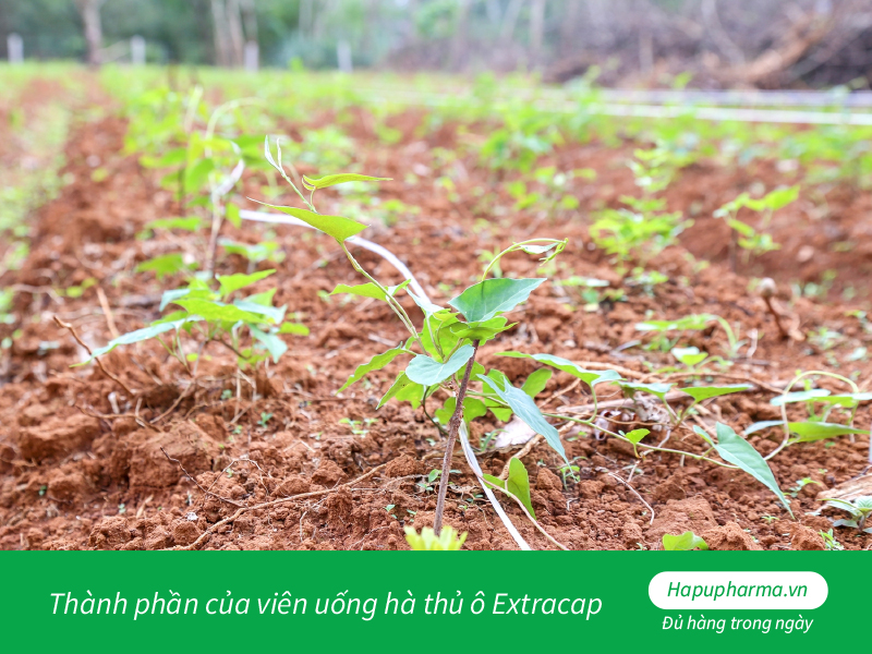 Thành phần của viên uống hà thủ ô Extracap