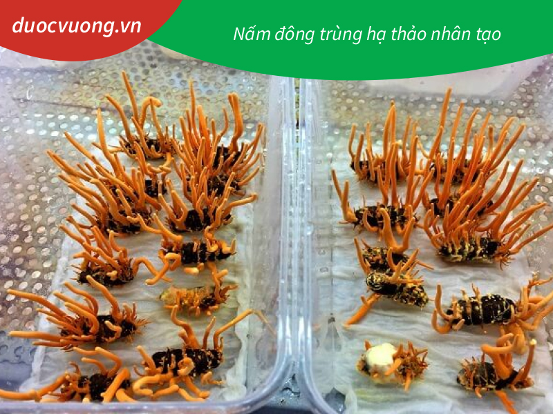 Đông trùng hạ thảo nhân tạo