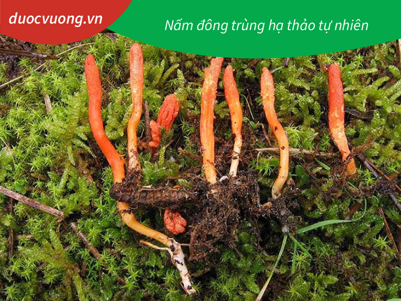 Nấm đông trùng hạ thảo tự nhiên