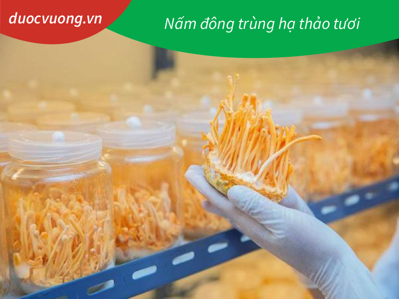 Nấm đông trùng hạ thảo tươi