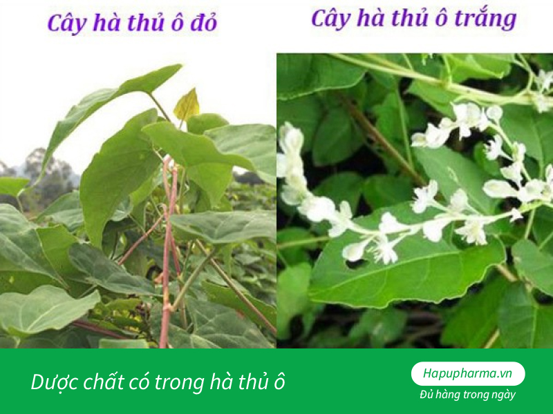 Dược chất có trong hà thủ ô