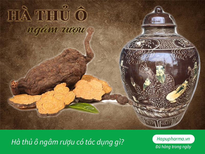 Hà thủ ô ngâm rượu có tác dụng gì?