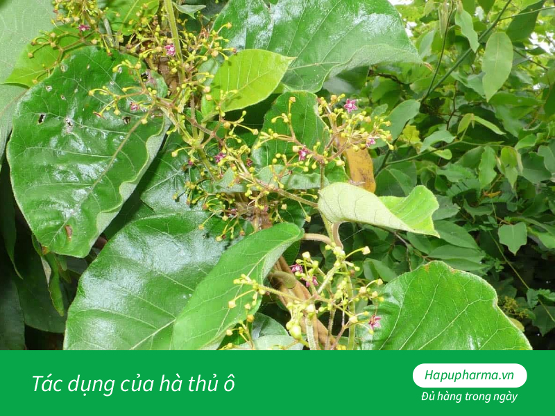 Tác dụng của hà thủ ô