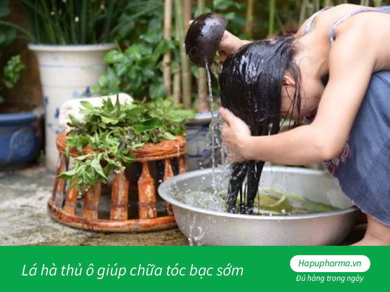 Lá hà thủ ô giúp chữa tóc bạc sớm