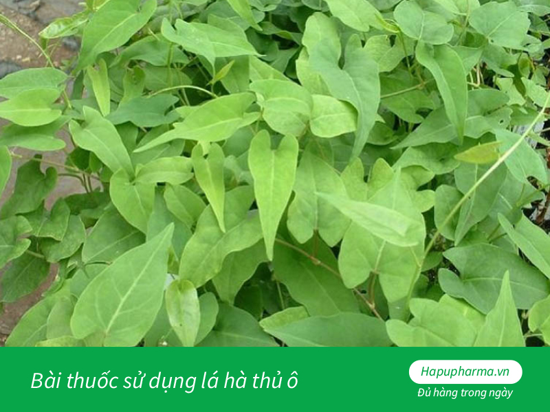 Bài thuốc sử dụng lá hà thủ ô