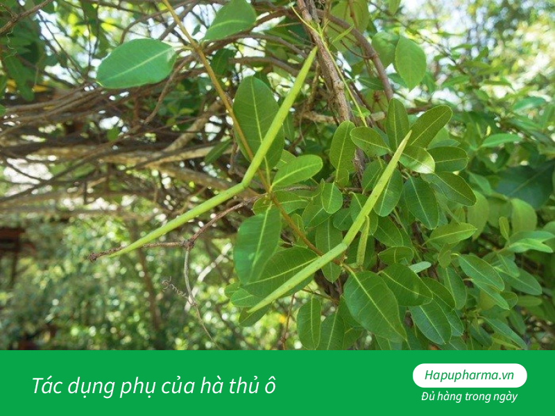 Tác dụng phụ của hà thủ ô