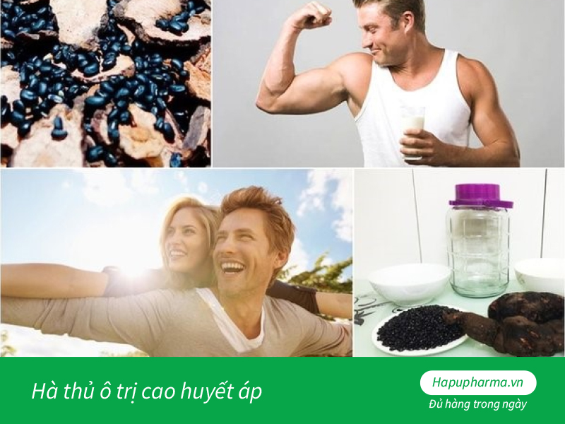 Hà thủ ô trị cao huyết áp