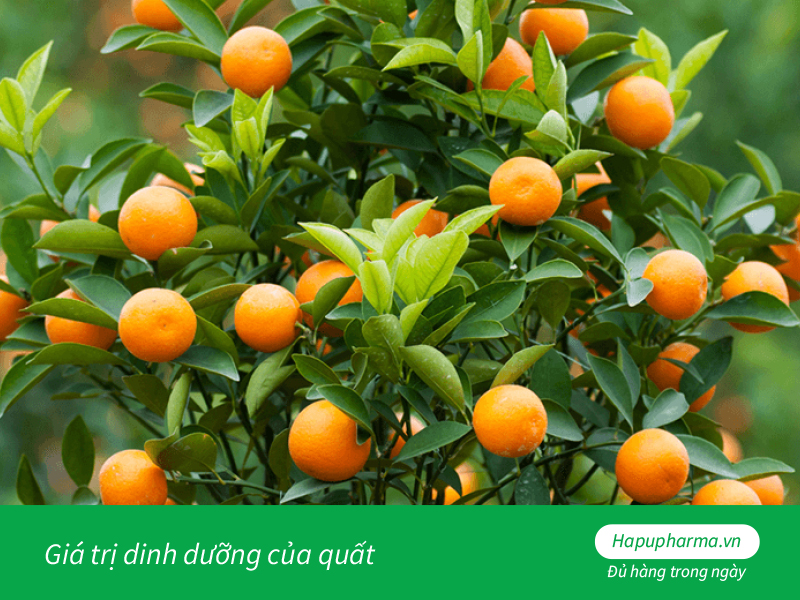 Giá trị dinh dưỡng của quất