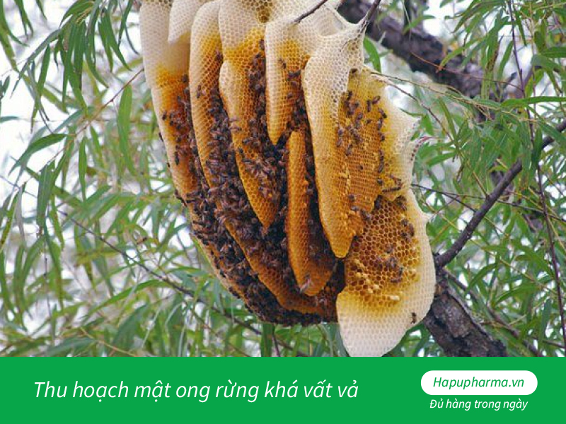 Thu hoạch mật ong rừng khá vất vả