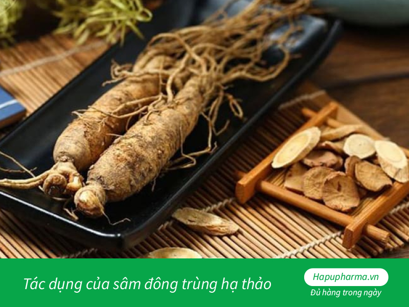 Tác dụng của sâm đông trùng hạ thảo