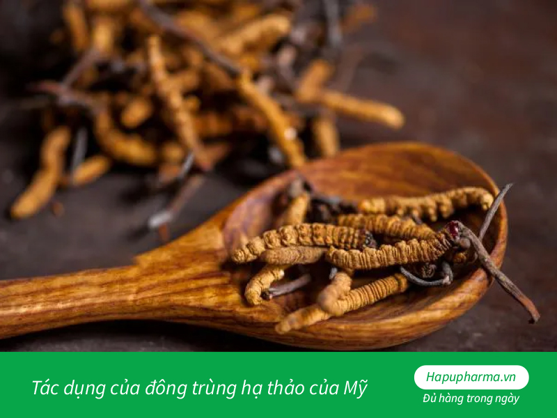 Tác dụng của đông trùng hạ thảo của Mỹ