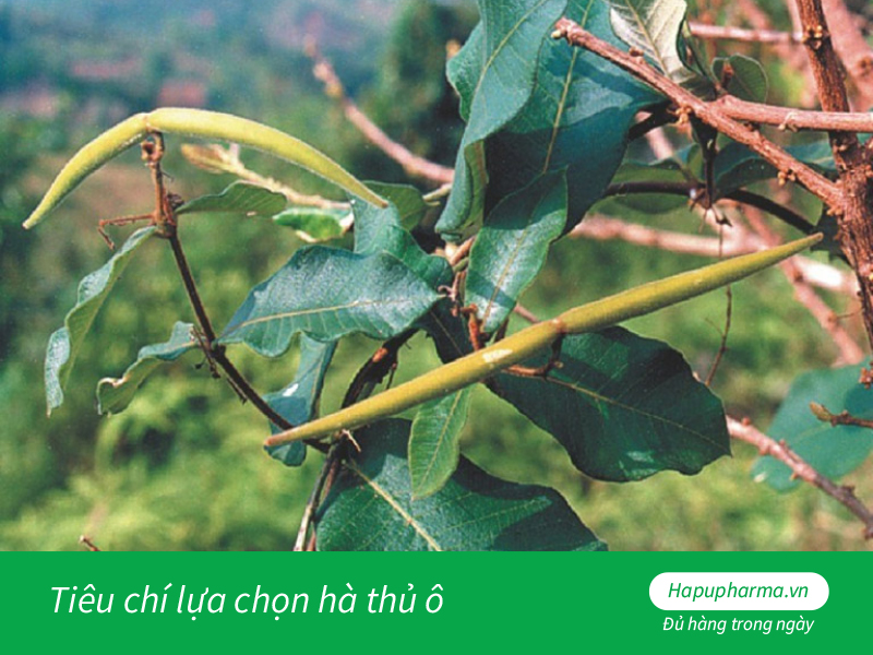 Tiêu chí lựa chọn hà thủ ô