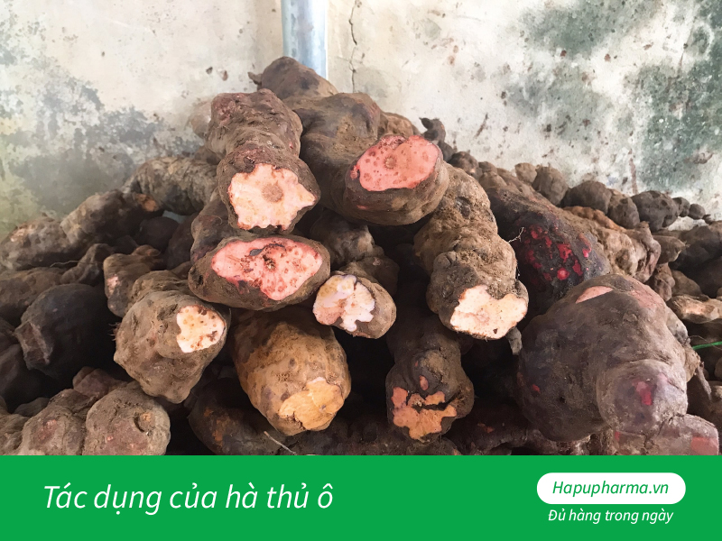 hà thủ ô có tác dụng gì