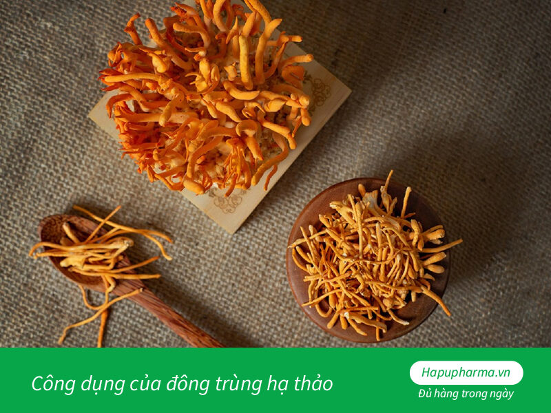 Công dụng của đông trùng hạ thảo